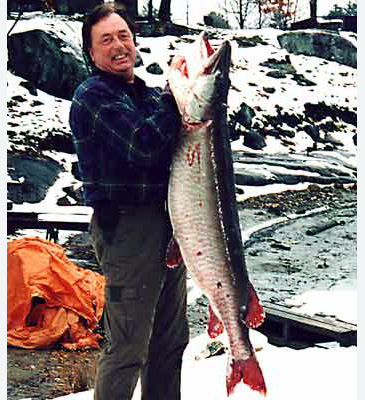 2901_Larry Ramsell_Muskellunge_Esox masquinongy.jpg